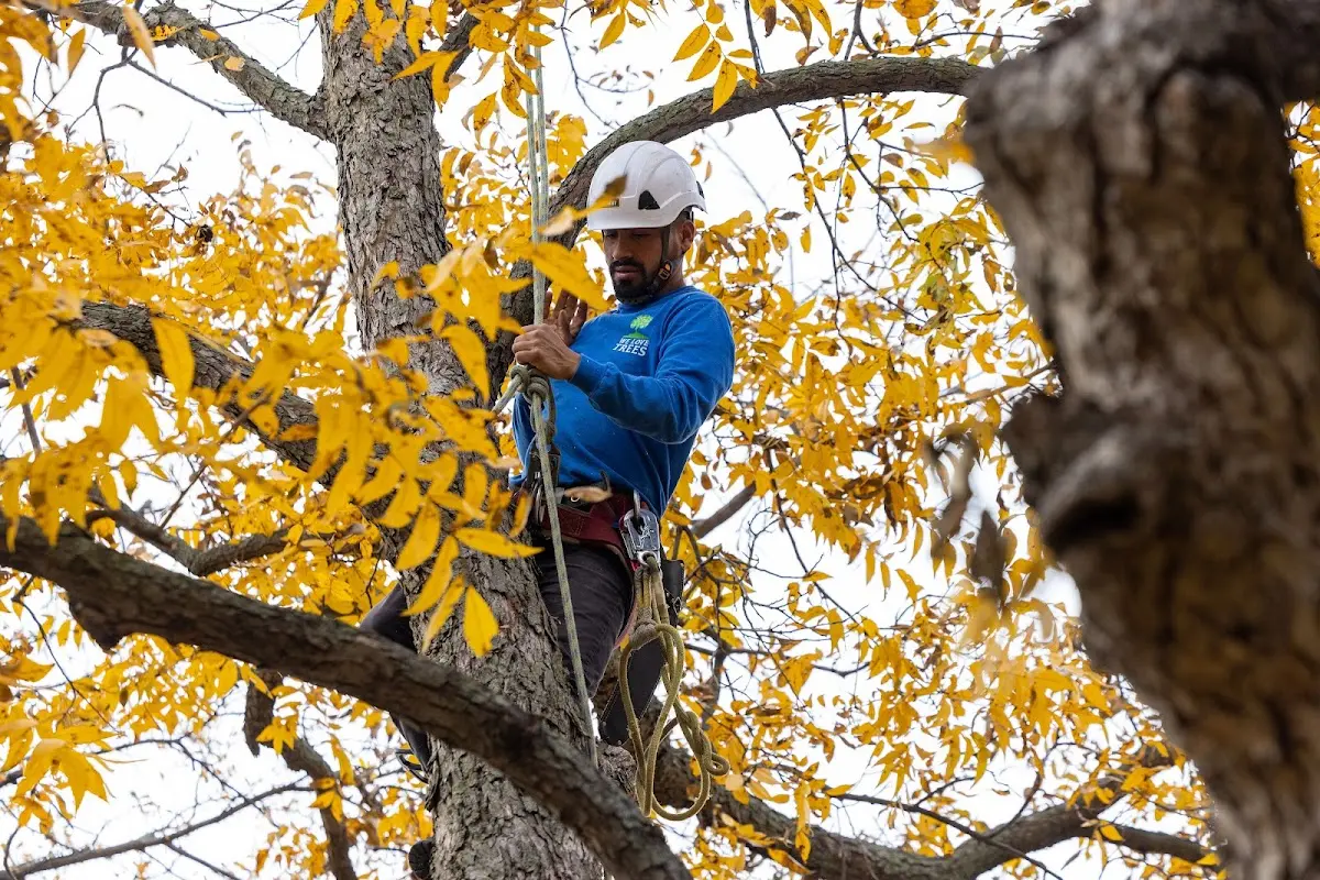 Skilled Tree Planing crew working in Oberlin